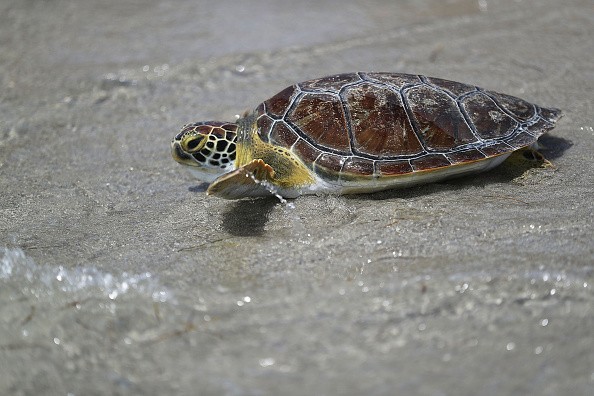 One of five rehabilitated juvenile green sea turtles makes its way to the ocean after being released into the Florida waters by Miami Seaquarium animal care personnel on July 13, 2016 in Key Biscayne, Florida. 