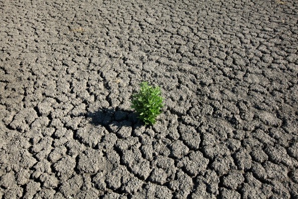 A weed grows out of the dry cracked bed of O.C. Fisher Lake on July 25, 2011 in San Angelo, Texas. 