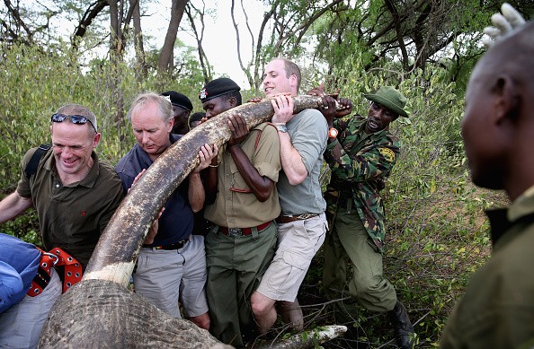 Prince William, Duke of Cambridge, Royal Patron of Tusk and President of United For Wildlife, lends a hand to rangers lifting the head of Kenya bull elephant 'Matt', tranquilised from a helicopter co-piloted by the Duke to allow the fitting of a new radio tracking collar on March 24, 2016 in Lewa, Kenya.