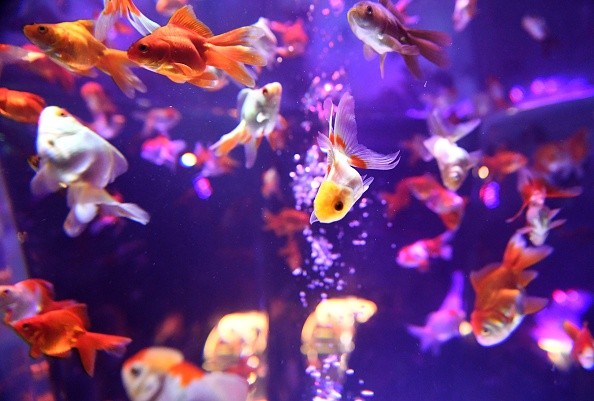 Goldfish swim in a fish tank during a press preview of the 2016 EDO Nihonbashi Art Aquarium exhibition in Tokyo on July 7, 2016. The 10th anniversary of the festival will start on July 8 and will continue until September 25, displaying some 8,000 goldfish in various special art exhibits.