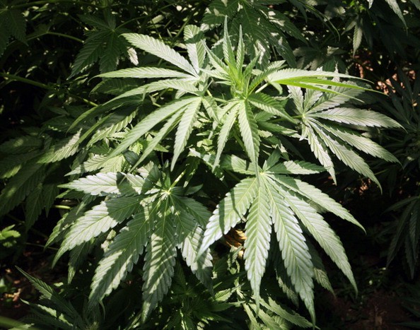 Marijuana grows at an illegally planted garden on public lands west of Shaver Lake, California, on Monday, July 20, 2009.