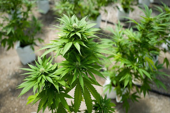 Cannabis plants grow in the greenhouse at Vireo Health's medical marijuana cultivation facility, August 19, 2016 in Johnstown, New York.