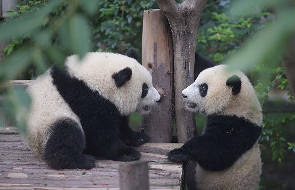 Pandas are no longer endangered, according to IUCN but extra care is still needed to help these species reestablish themselves completely.