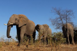A herd of elephants at the Mashatu game reserve on July 26, 2010 in Mapungubwe, Botswana. Mashatu is a 46,000 hectare reserve located in Eastern Botswana where the Shashe river and Limpopo river meet.