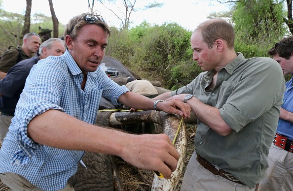 Prince William, Duke of Cambridge, Royal Patron of Tusk and President of United For Wildlife, helps conservationist Batian Craig record the size and weight of tranquilised bull elephant Matt's ivory tusk on March 24, 2016 in Lewa, Kenya. This anti-poachin