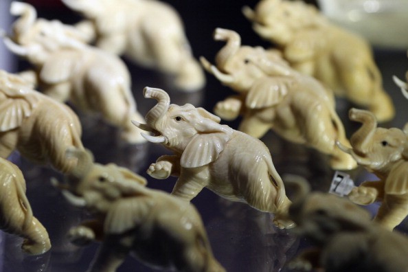 Elephants carved from illegal Ivory are displayed at an 'Endangered Species' exhibition at London Zoo on September 12, 2011 in London, England.