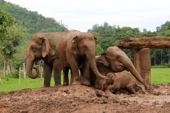 Elephants play in the mud on July 3, 2013, at the Elephant Nature Park in northern Thailand. The elephants cover themselves in mud after their baths in order to protect their skin from the sun.