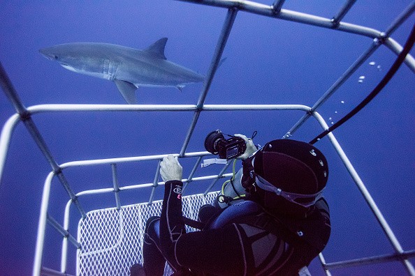 Great White Sharks seasonally gather off the coast of Guadalupe Island; divers dive inside cages off the boat Nautilus Explorer in order to safely swim with the sharks on September 15, 2016, 150 miles off the coast of Mexico.