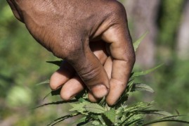 Jamaican ganja farmer checks his marijuana plants. 