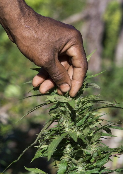 Jamaican ganja farmer checks his marijuana plants. 