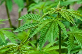 Cannabis / hemp (Cannabis sativa) plants   growing in plantation