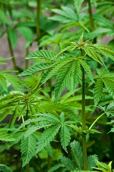Cannabis / hemp (Cannabis sativa) plants   growing in plantation