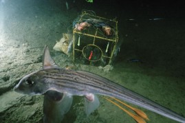  A chimaera (Chimaera phantasma) swims at 1,450 feet above a bait cage. Trailing twin egg cases-a phenomenon never before seen in deep natural habitat--a chimaera (Chimaera phantasma) swims by at 1,450 feet. 
