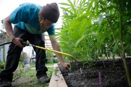 Sustainable cannabis farmer Dylan Turner applies fertilizer to a crop of plants at Sunboldt Farms, a small family farm run by Sunshine and Eric Johnston in Humboldt County, California on May 5, 2016.