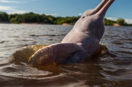 A pink dolphin waits for a feed by local people in the Negro river in Manaus, Amazonas state, Brazil, on November 23, 2013.