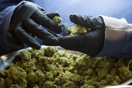 An employee inspects medicinal marijuana buds at Tweed INC., in Smith Falls, Ontario, on Monday December 5, 2016. 