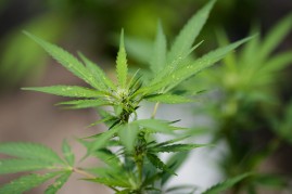 arijuana Grow Near Albany For State's Legal Medical Marijuana Dispensaries