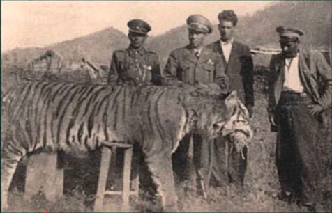 The Caspian tiger’, also known as the Persian tiger, Turanian tiger, Mazandaran tiger or Hyrcanian tiger was found in Iran, Armenia, Azerbaijan, Iraq, Afghanistan, Turkey, Mongolia, Kazakhstan, others