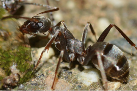 Ants find their way home even when going backwards by familiarizing its surroundings.