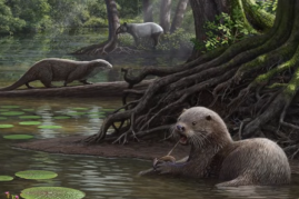 Pre-historic otters were as big as wolves in the past. Their size is ten times bigger than the present day Asian-type otters. 