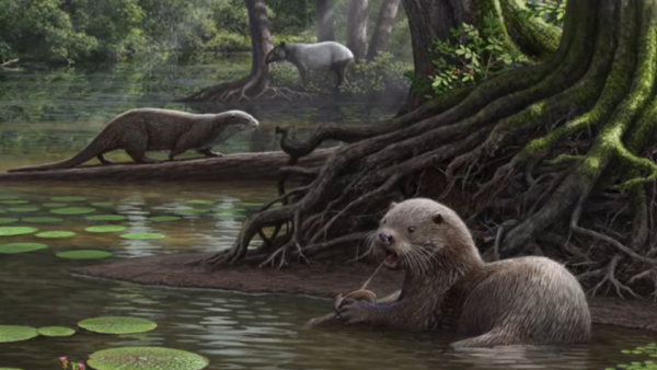 Pre-historic otters were as big as wolves in the past. Their size is ten times bigger than the present day Asian-type otters. 