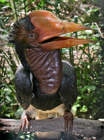 A Helmeted Horbill Bird