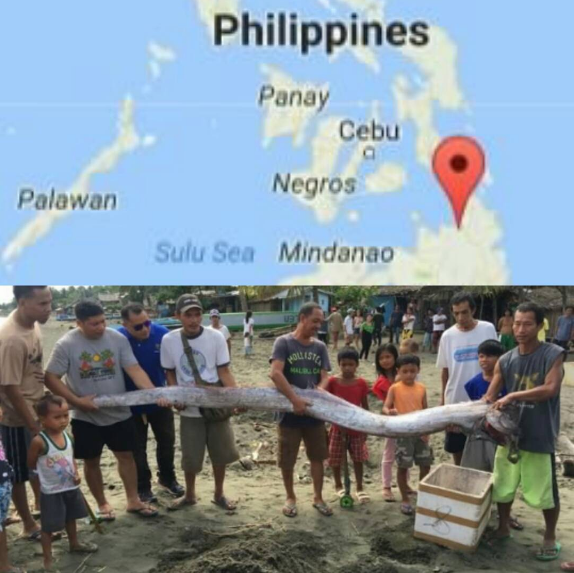 A giant oarfish was found dead by fisherman near the town of #Buenavista, #Agusan del Norte just two days before a magnitude 6.7 struck the area February 10.