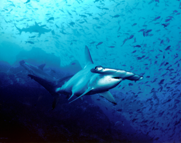 Hammerhead shark, Cocos Island, Costa Rica
