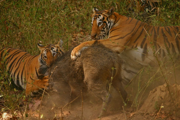 Tigers killing wild boar in Kanha Tiger Reserve