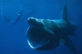 Basking sharks will have its own Marine Protected Area in the Sea of the Hebrides that will serve as its feeding and breeding ground.