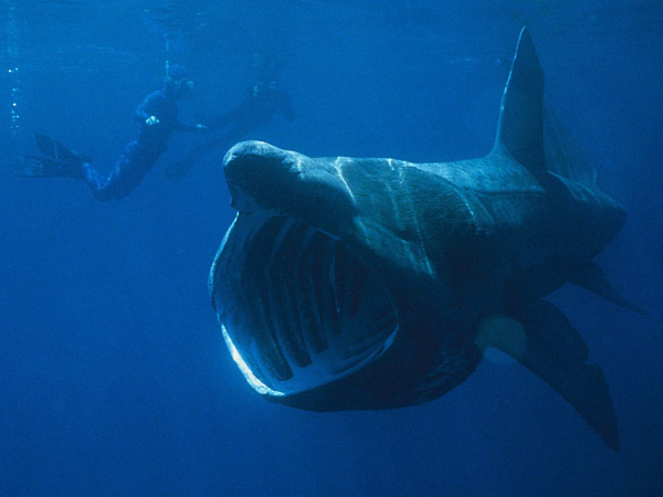 Basking sharks will have its own Marine Protected Area in the Sea of the Hebrides that will serve as its feeding and breeding ground.