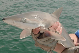 Study suggest one shark species that increased dramatically is the blacknose shark commonly found in the Gulf of Mexico.