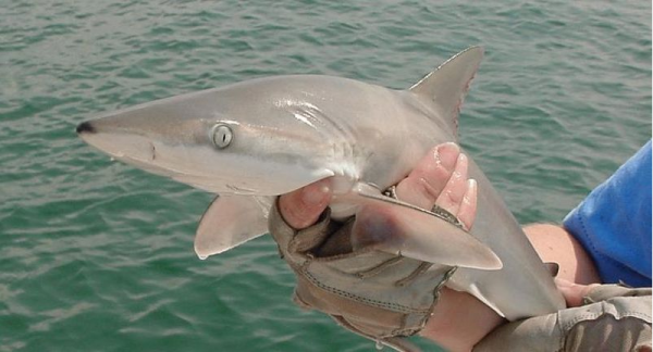 Study suggest one shark species that increased dramatically is the blacknose shark commonly found in the Gulf of Mexico.