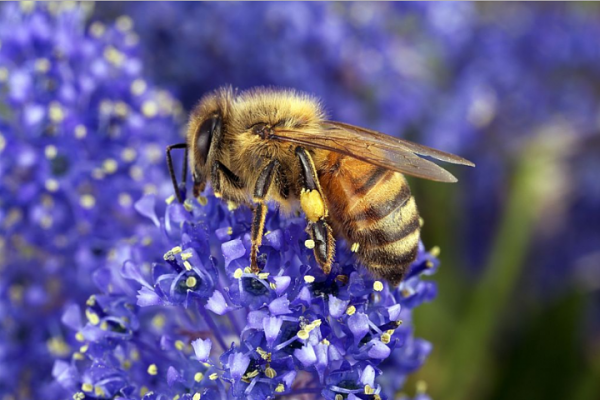 international consortium undertaking the Honey Bee Genome Sequencing Project.