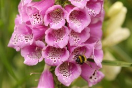 A bumblebee arrives at a foxglove flower to collect pollen in St James's Park on May 23, 2011 in London, England.