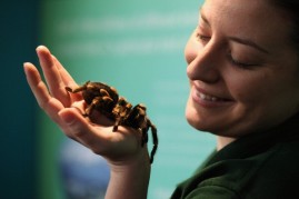 Zoo keeper Kate Pearce makes note of a red kneed bird-eating tarantula as she conducts ZSL London Zoo's annual stocktake on January 4, 2011 in London, England.