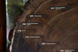 Age rings are shown on a cut section of a Coastal Redwood tree at Muir Woods National Monument on August 20, 2013 in Mill Valley, California.