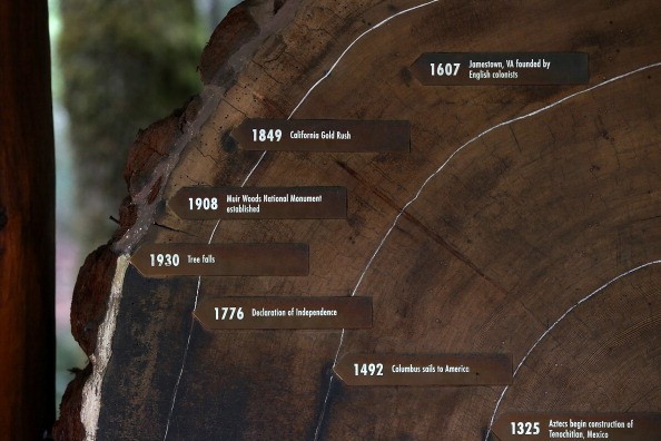 Age rings are shown on a cut section of a Coastal Redwood tree at Muir Woods National Monument on August 20, 2013 in Mill Valley, California.