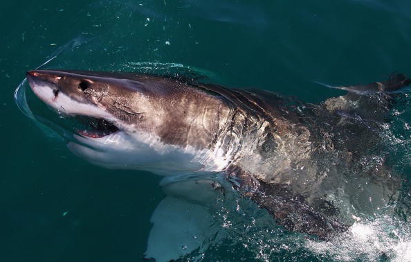 A Great White Shark swims in Shark Alley near Dyer Island on July 8, 2010 in Gansbaai, South Africa. 