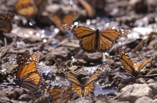 A Monarch butterfly lifts off after drinking water January 29, 2001 at the butterfly sanctuary in Michoacan, Mexico.