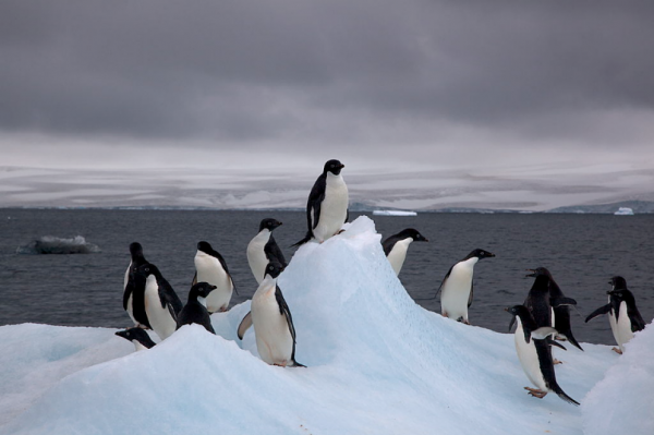 Adelie Penguins (Pygoscelis adeliae) on iceberg.