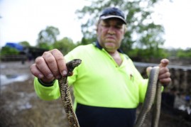 Neil Proefke holds up a dead venomous brown snake that he found in his yard after flood waters fall on January 16, 2011 in Rockhampton, Australia. 