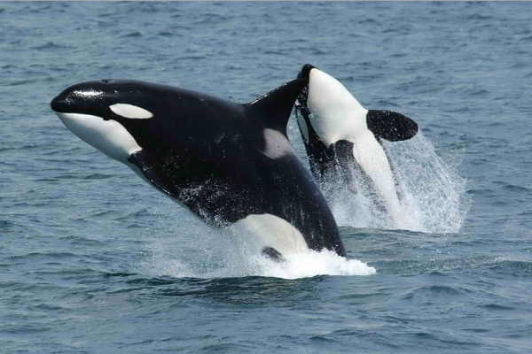 Orcas' breath contain a lot of microbes which are considered good and bad.