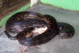 A large Python reticulatus feeding on 5 chickens in Taman Mini Indonesia Indah Reptile Park, Jakarta, Indonesia.