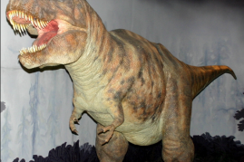 A reconstruction of Tyrannosaurus at en:Natural History Museum.