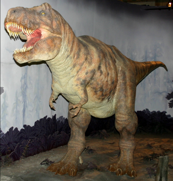 A reconstruction of Tyrannosaurus at en:Natural History Museum.
