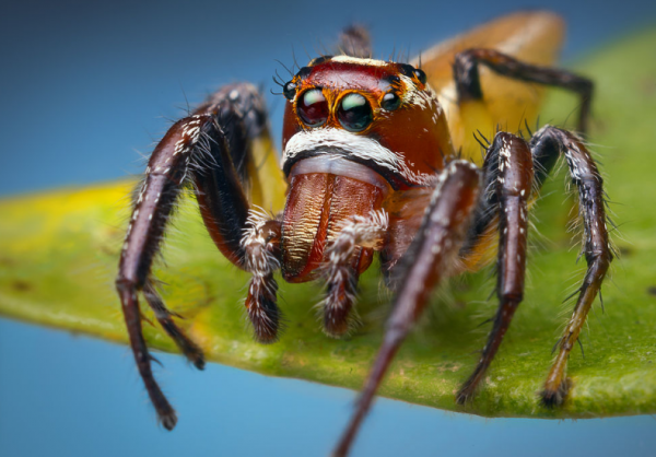 A large male Thiodina sylvana about to leap on the photographer's camera lens. 