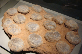 A nest of eggs of the dinosaur Faveoloolithus ningxiaensis found in Nei Mongol, China. This fossil is ages 100-65 million years old (Cretaceous period).