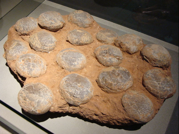 A nest of eggs of the dinosaur Faveoloolithus ningxiaensis found in Nei Mongol, China. This fossil is ages 100-65 million years old (Cretaceous period).