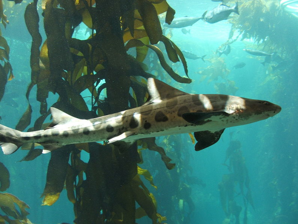 Hundreds of leopard sharks die off along the San Francisco Bay area in California.